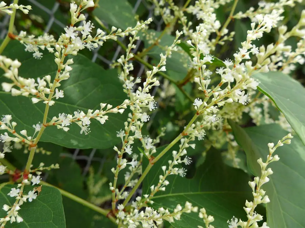 Off white colour flowers of the Japanese knotweed plant