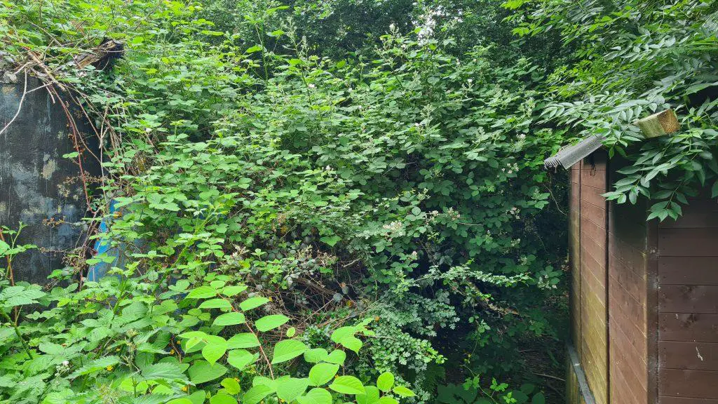 Once Japanese knotweed takes hold it not consumes the area but blocks everything else out