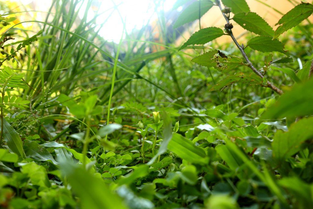 So many invasive weeds can consume your garden, you need to know how to take it back