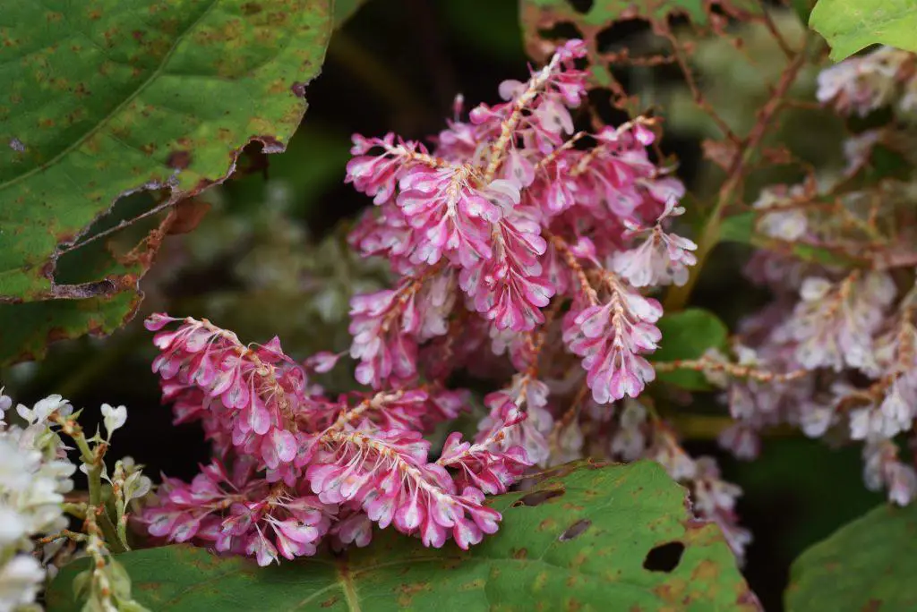 The flowers of a dwarf Japanese knotweed can sometimes be pink.