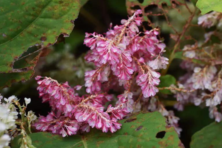 Can Japanese Knotweed Have Pink Flowers?
