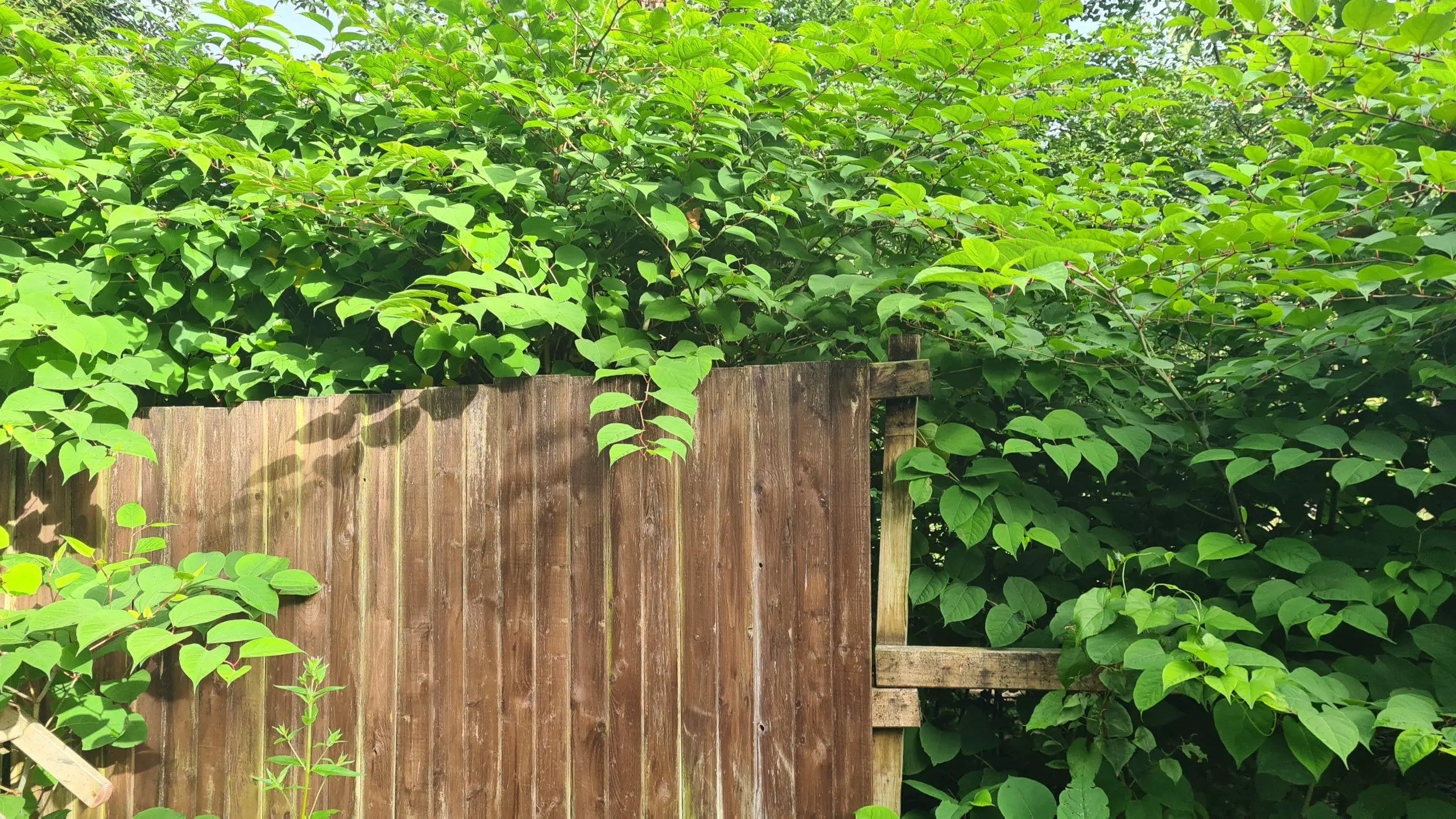 The implications of Japanese knotweed to your property and garden can be considerable and expensive