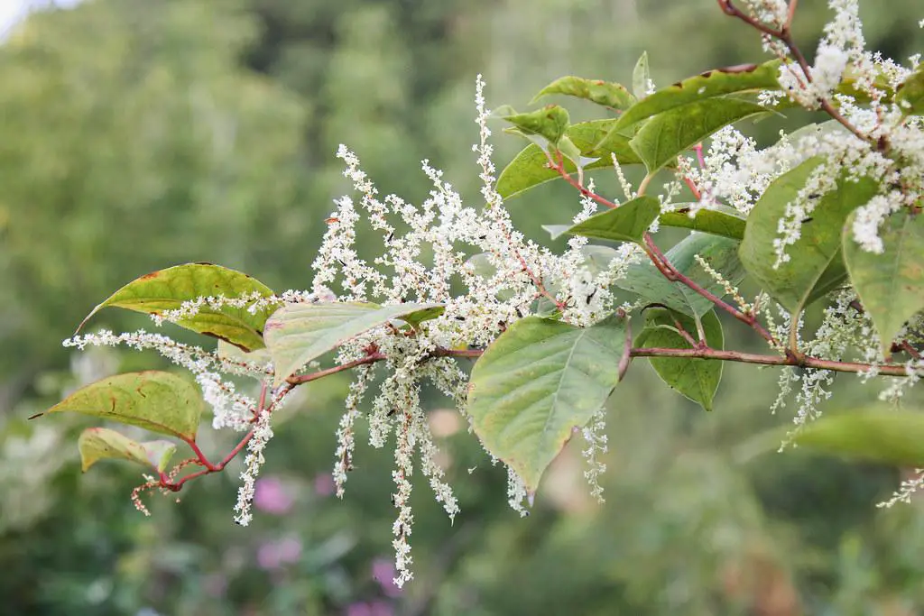 Typically white flowers of Japanese knotweed