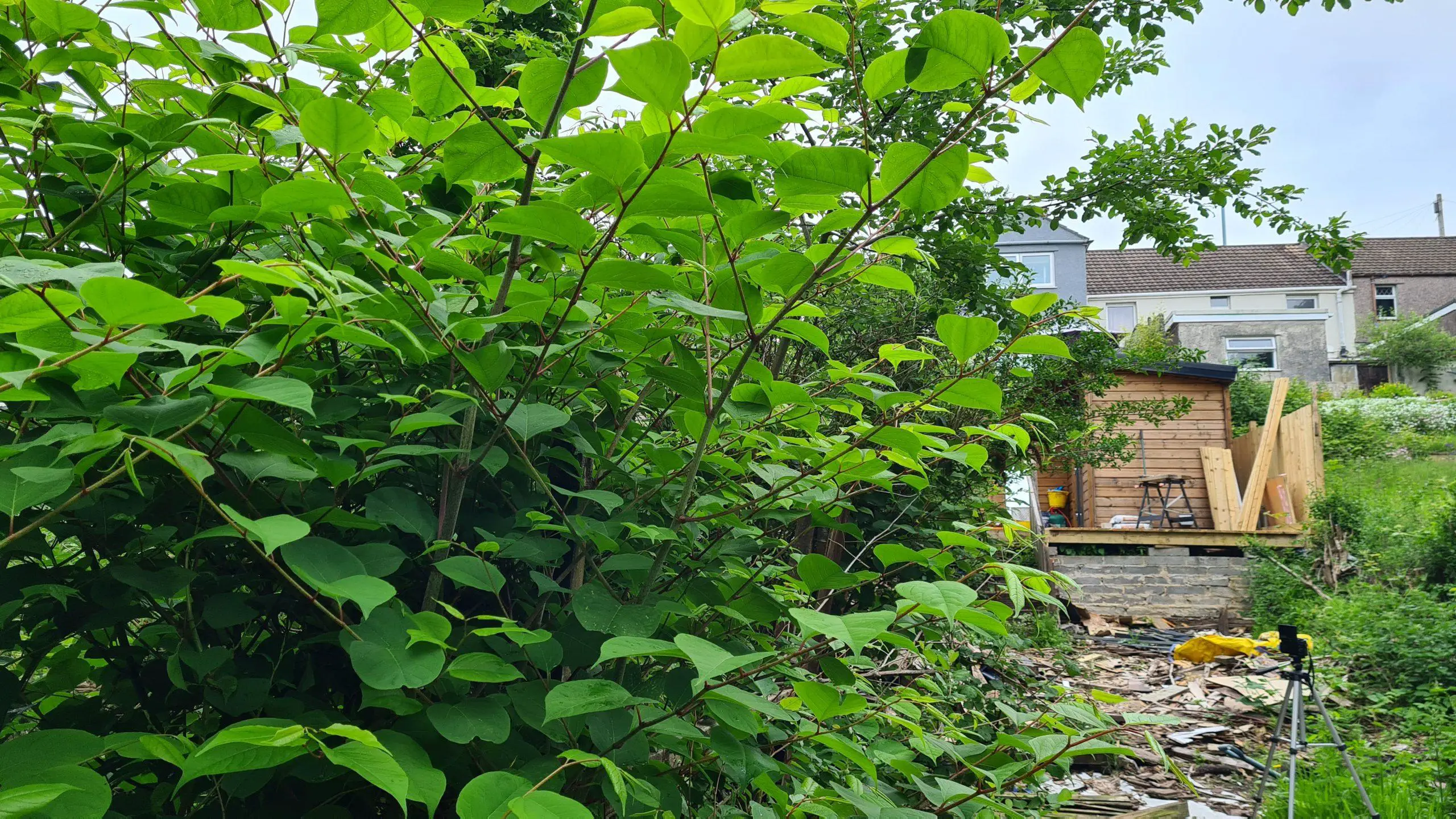 Why there is a need to declare Japanese knotweed on your property in order to minimise its impact