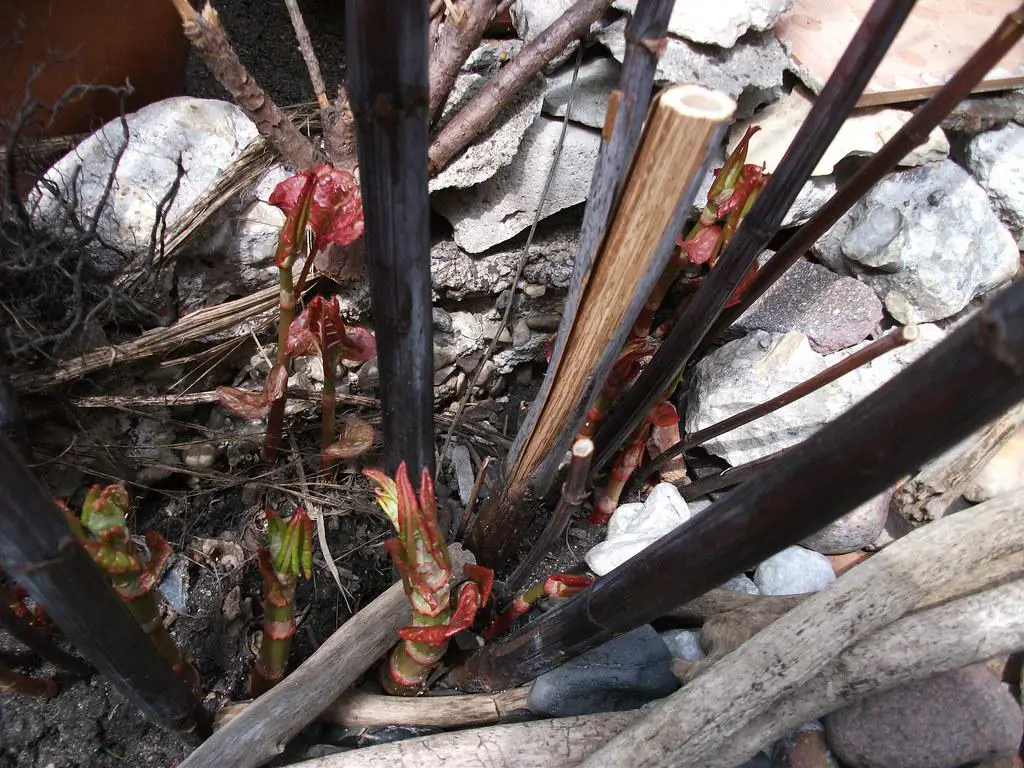 Borders and walls can crumble from the growth of Japanese knotweed