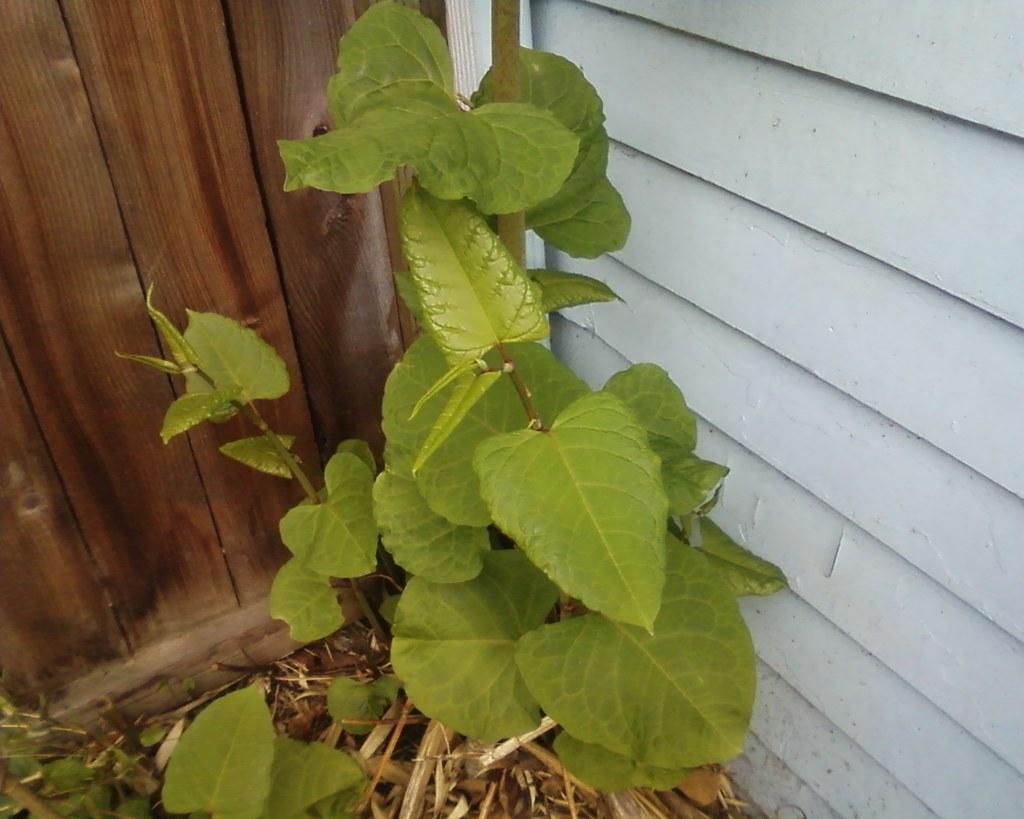 Japanese knotweed can damage buildings and their foundations