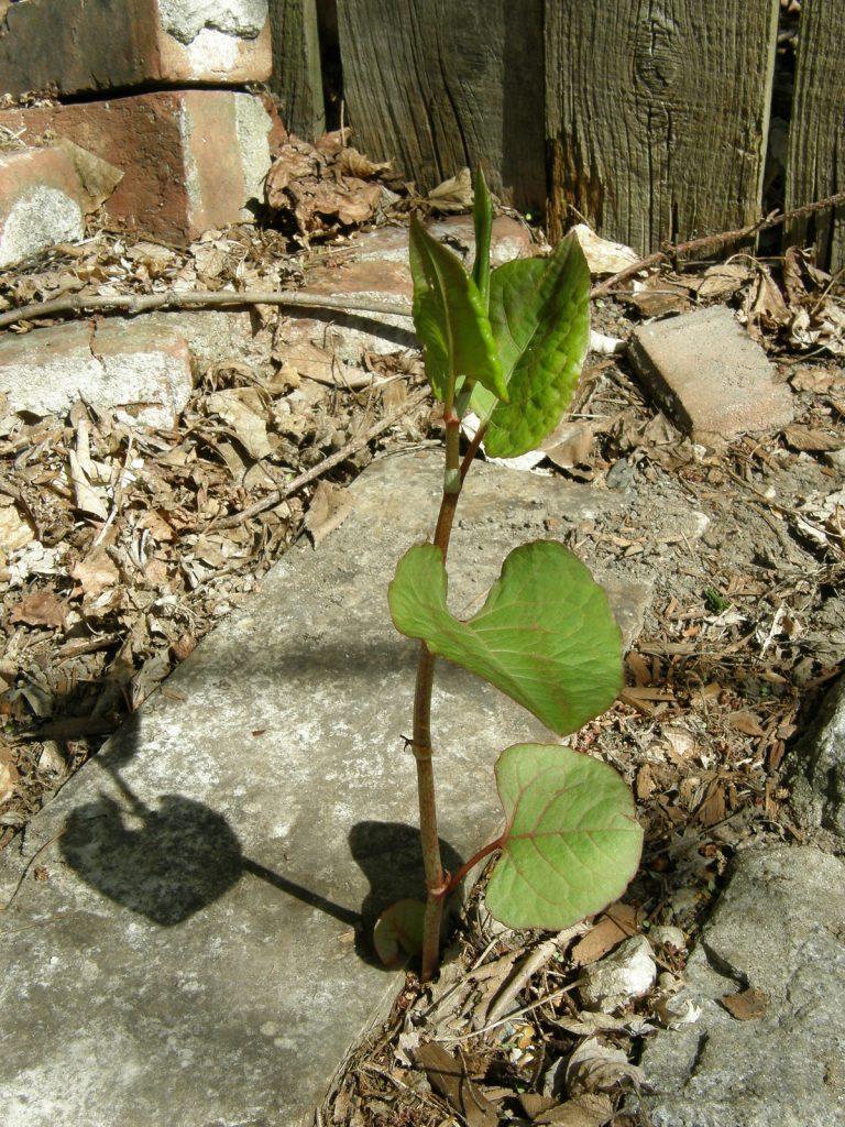 Japanese knotweed can damage patios and driveways