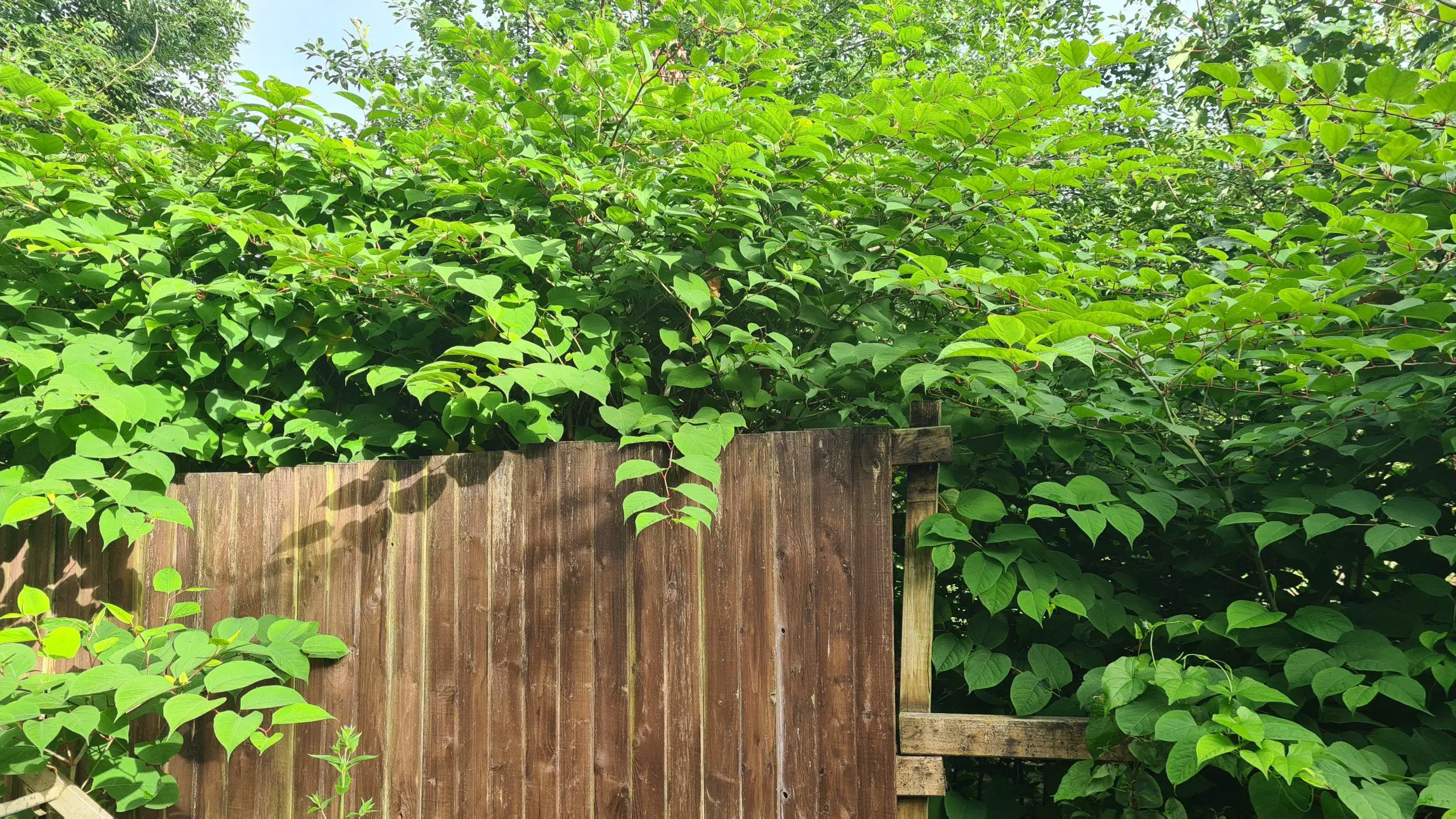 Japanese knotweed causing damage to a neighbours fence