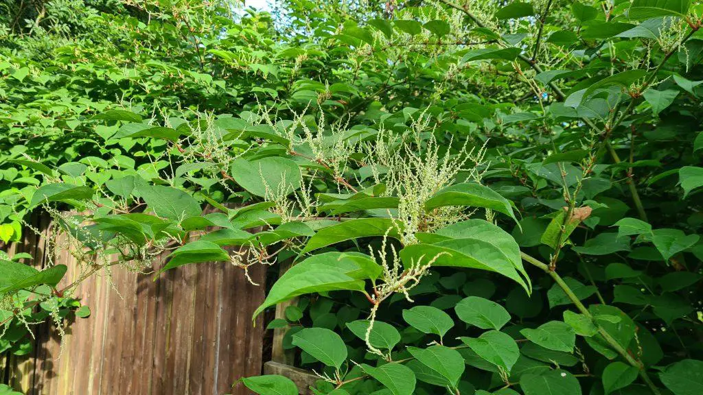 Japanese knotweed invading a neighbours property
