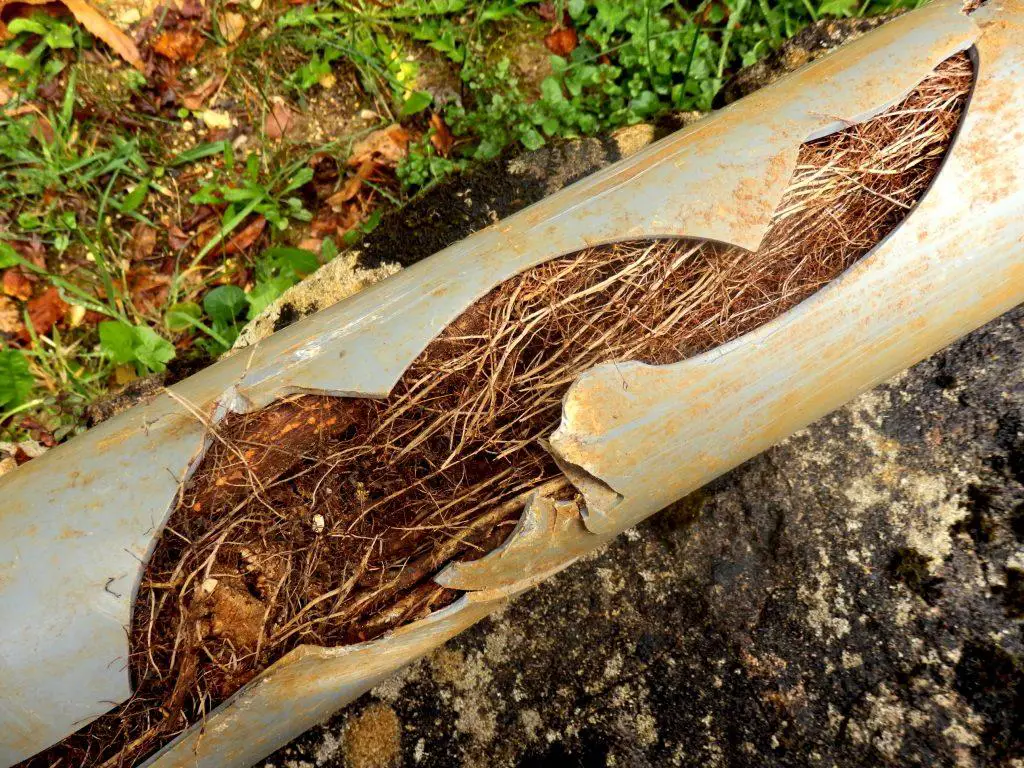 the roots of Japanese knotweed damage pipes and sewers