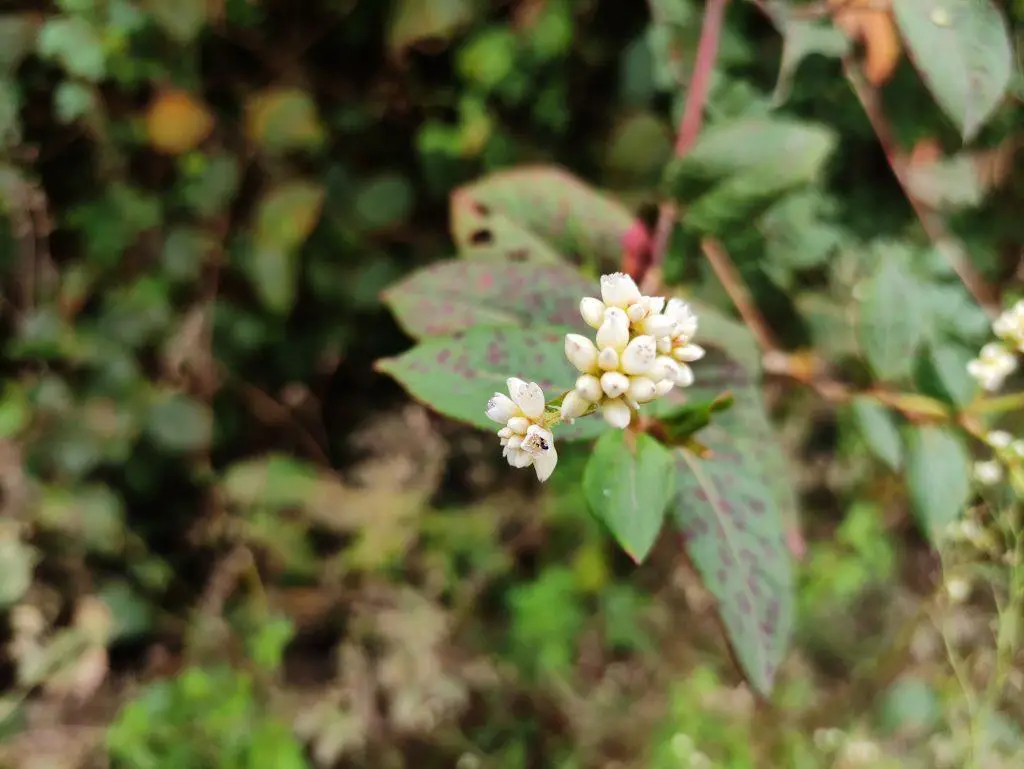 Chinese knotweed flower plant grows widely 