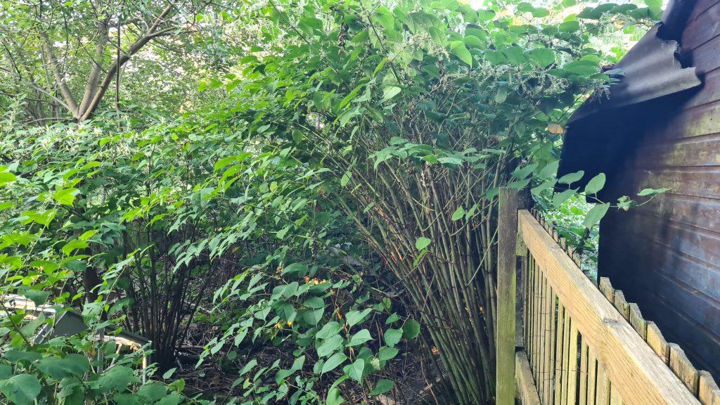 How tall can Chinese knotweed grow to scaled