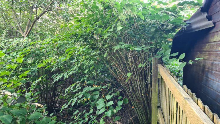 How Tall Does Chinese Knotweed Grow to?