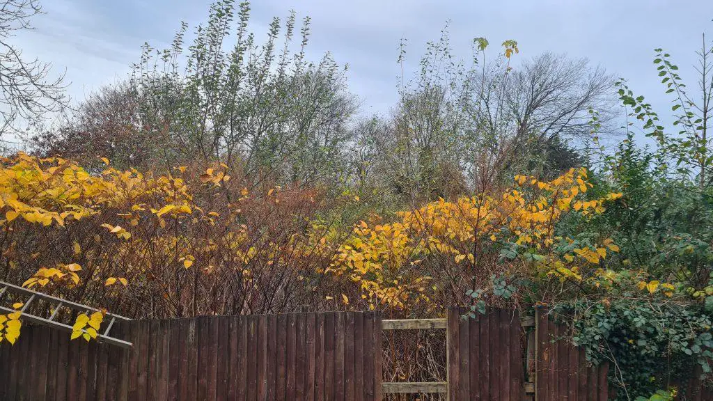 As winter takes hold it would seem that Japanese knotweed is dying, but this is not the case