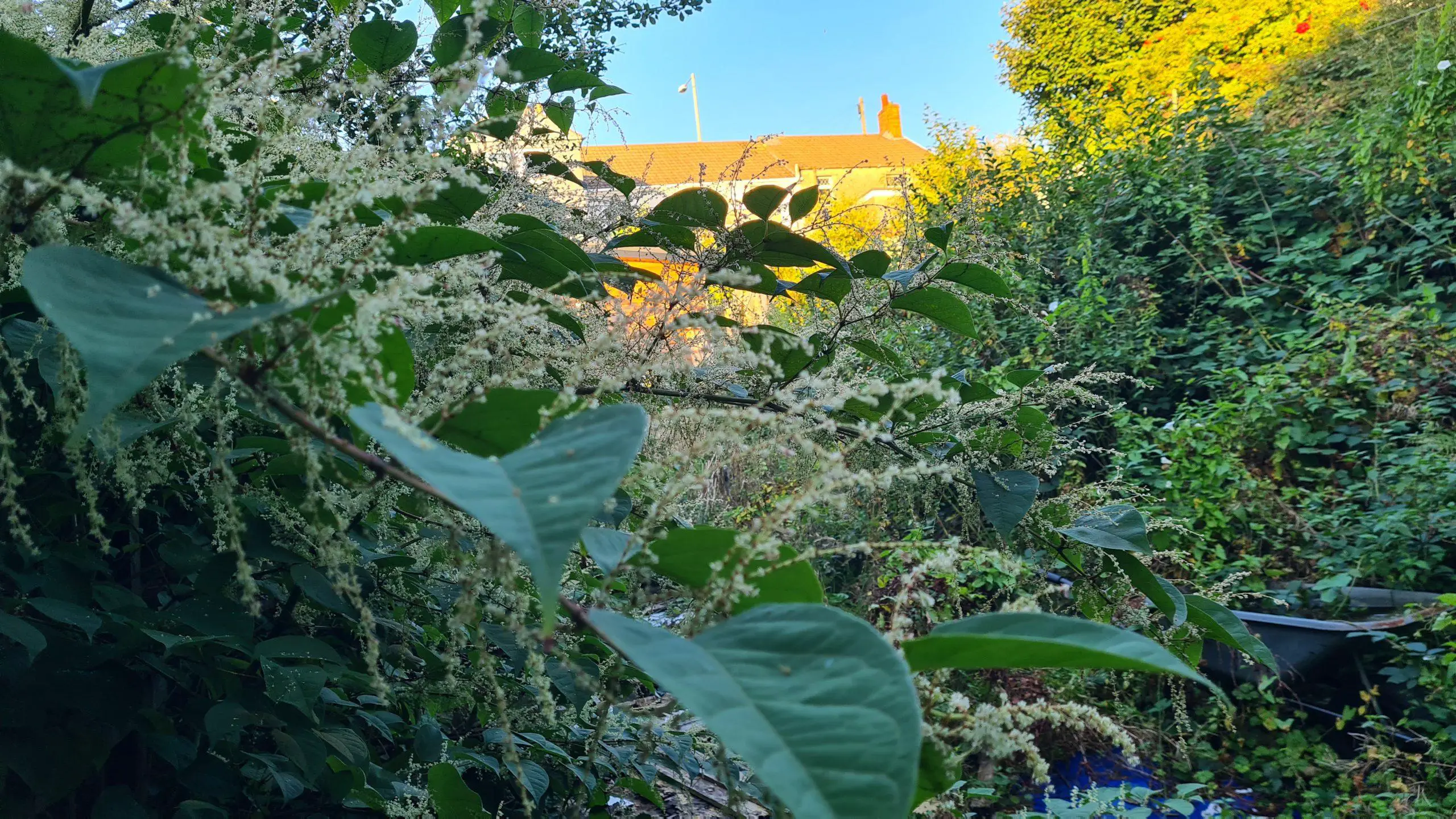 Controlling the invasive species that is Japanese Knotweed