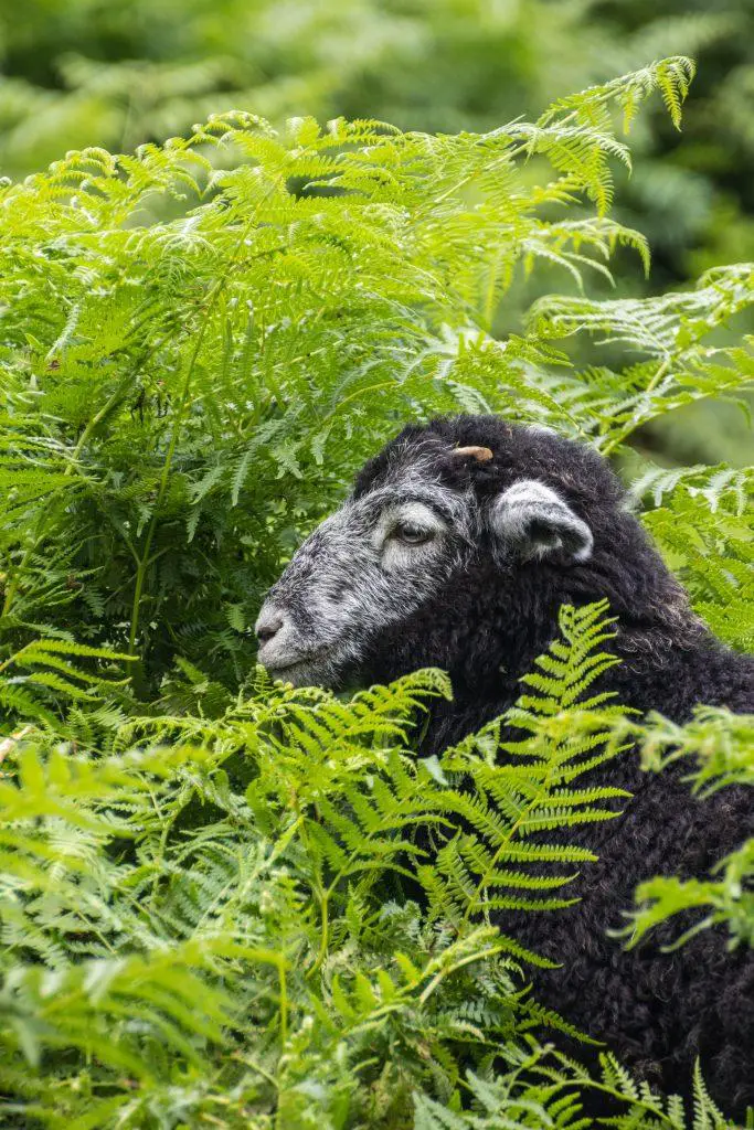 A black and grey sheep hiding in the green ferns in the Lake District of England