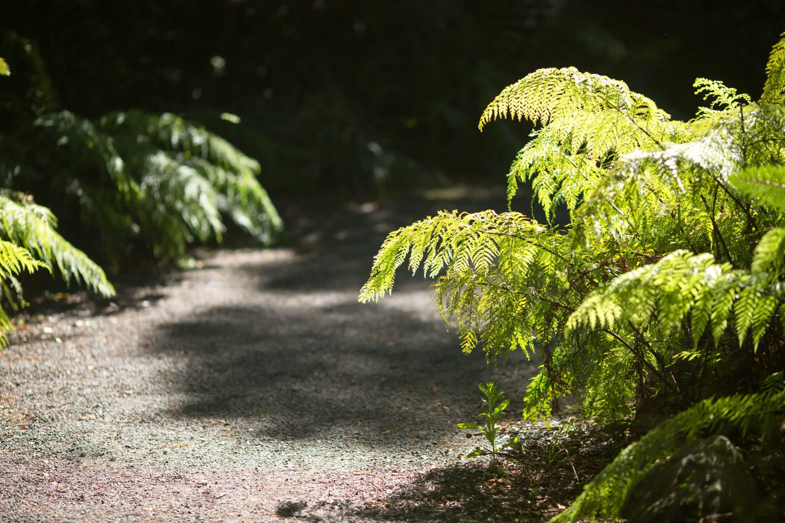 A fern plant growing on the side of gravel path