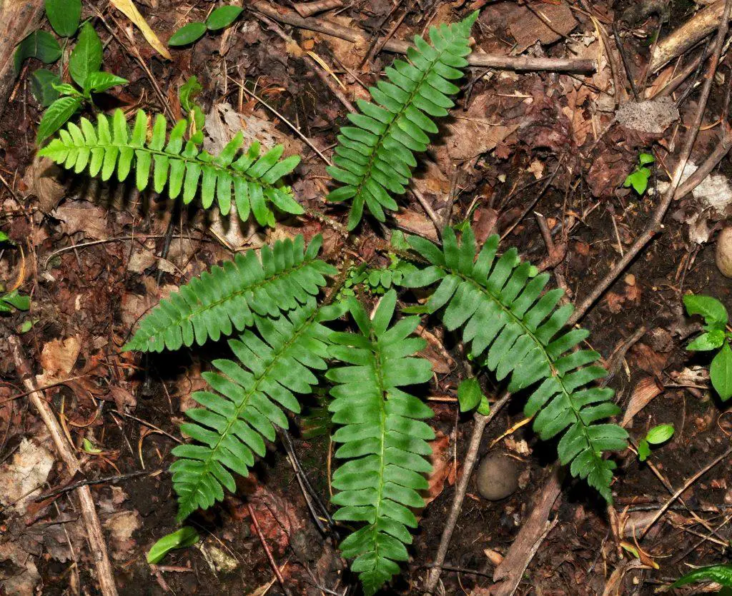 A green christmas fern plant Polystichum acrostichoides growing on the floor of the forest