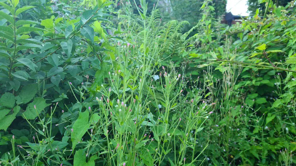 A mix of invasive weeds within a garden and growing excessively