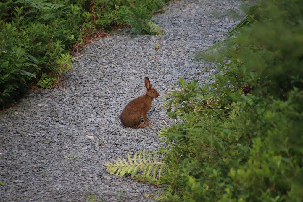 A rabbit sitting on a gravel path bordered by plants including ferns