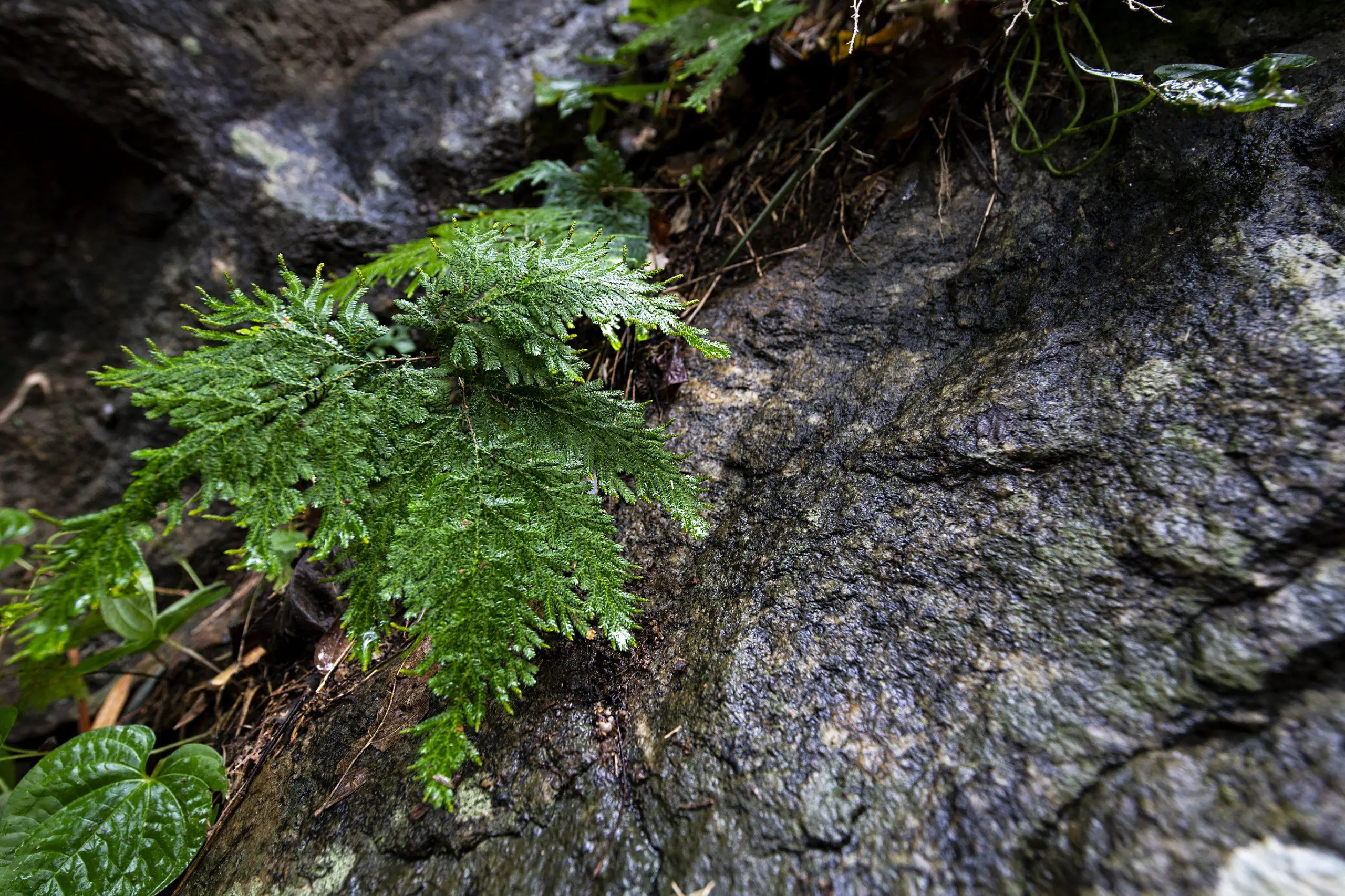 A scenery view of small plants of ferns and mosses grown on rocks and soil