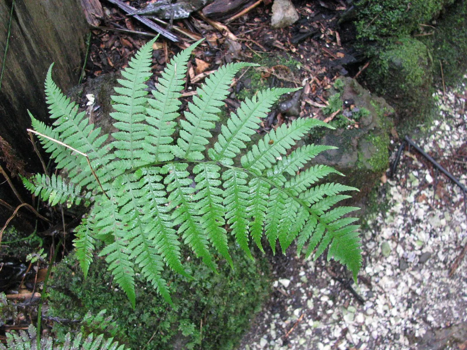 A single fern leaf growing at the base of a tree
