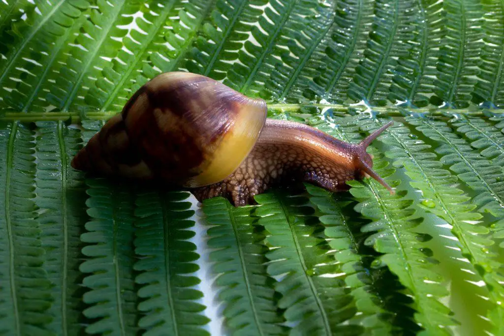 Achatina fulica a giant snail crawling on a green fern leaf