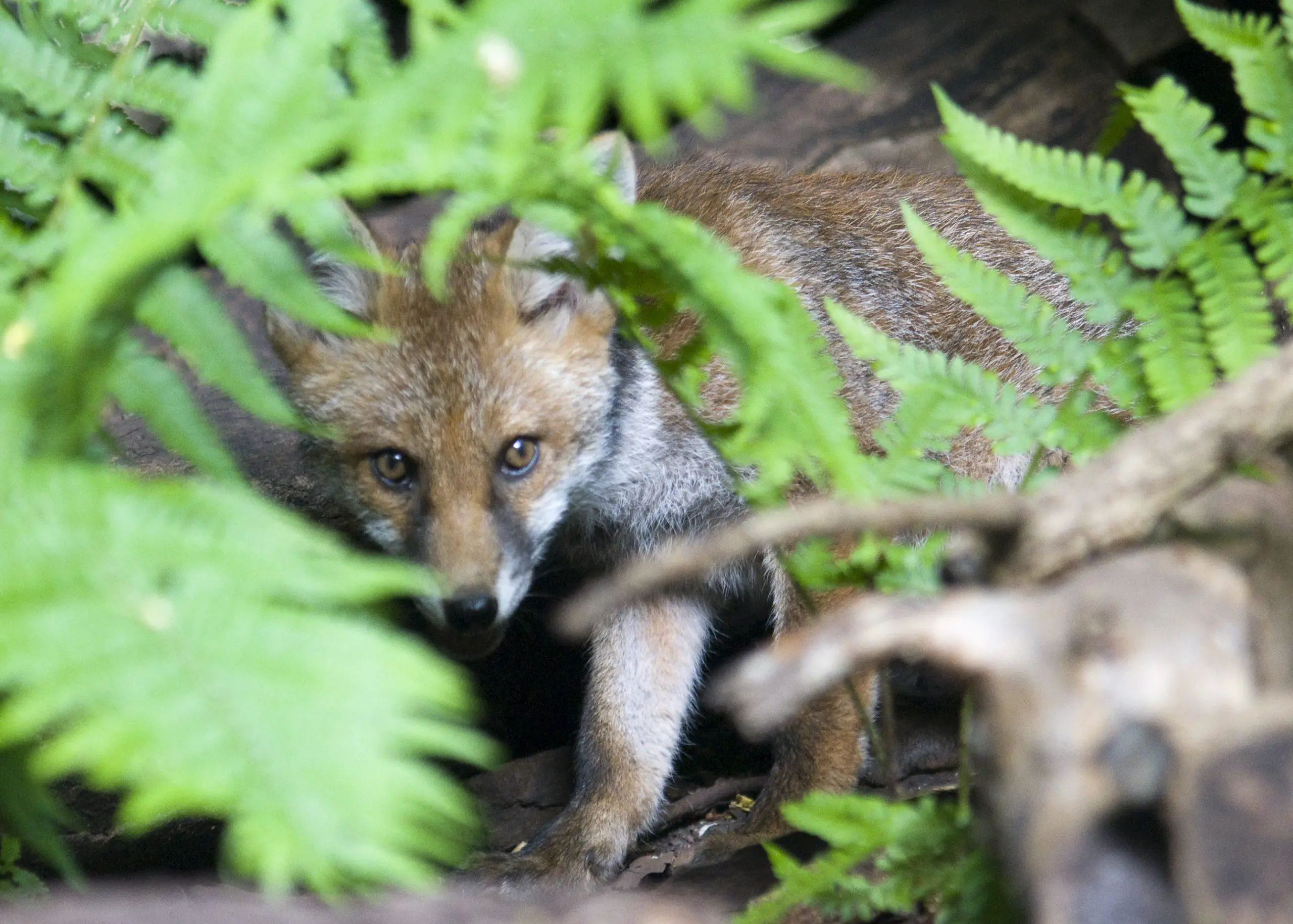 An adventurous fox cub peeks through the ferns