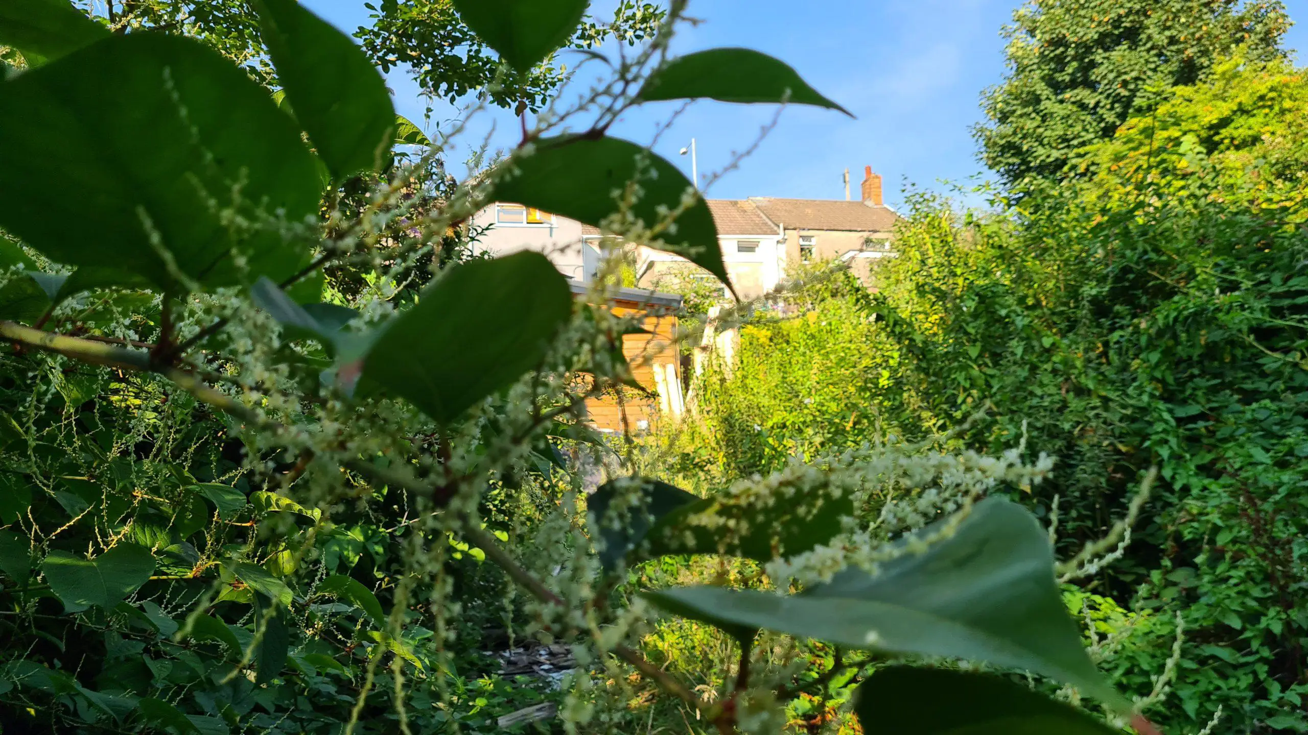 As an invasive plant Japanese knotweed robs homeowners of their garden and yards