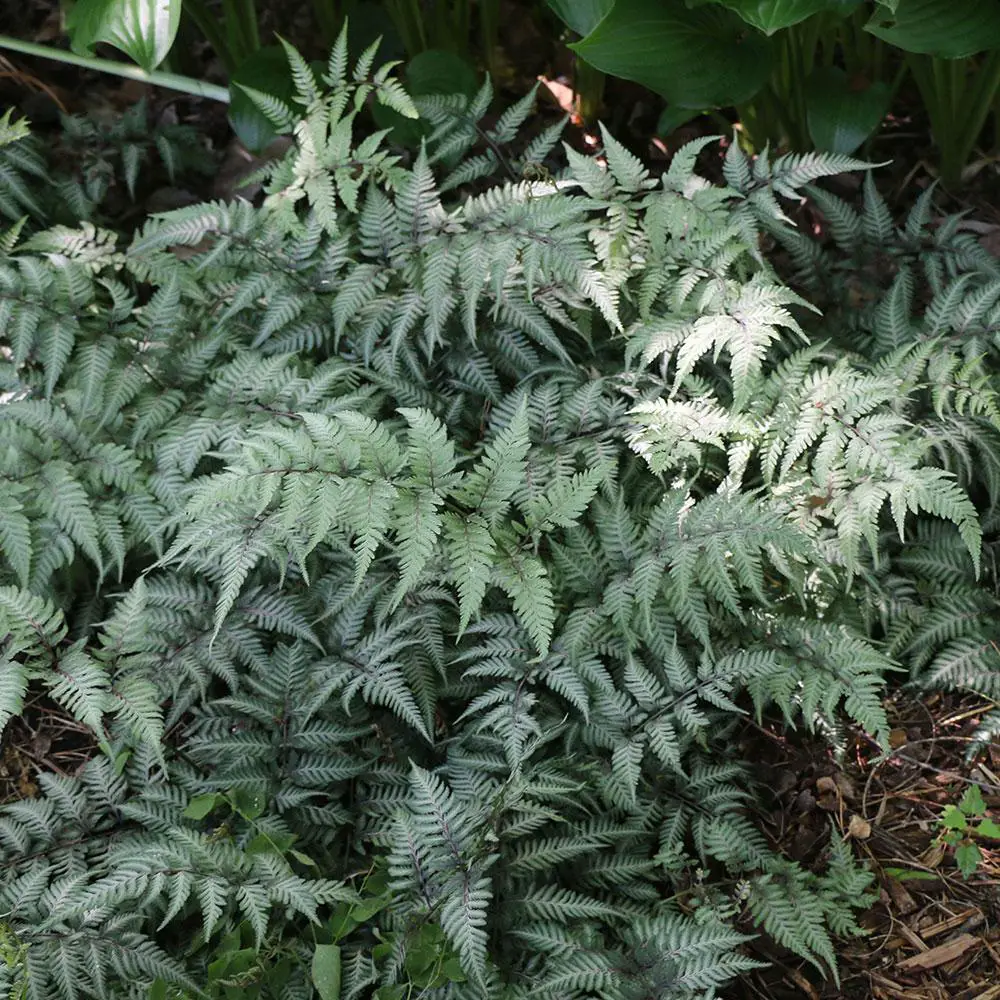 Athyrium niponicum Pictum plants
