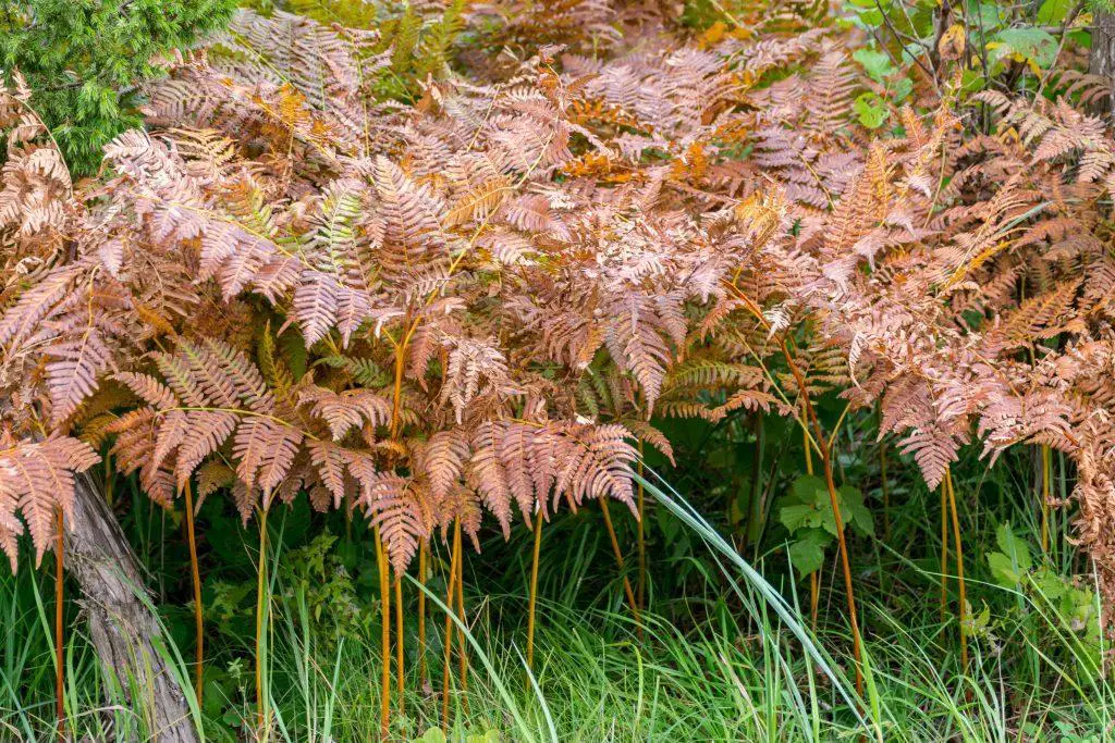 Autumn frosts painted brown ferns on a background of green grass