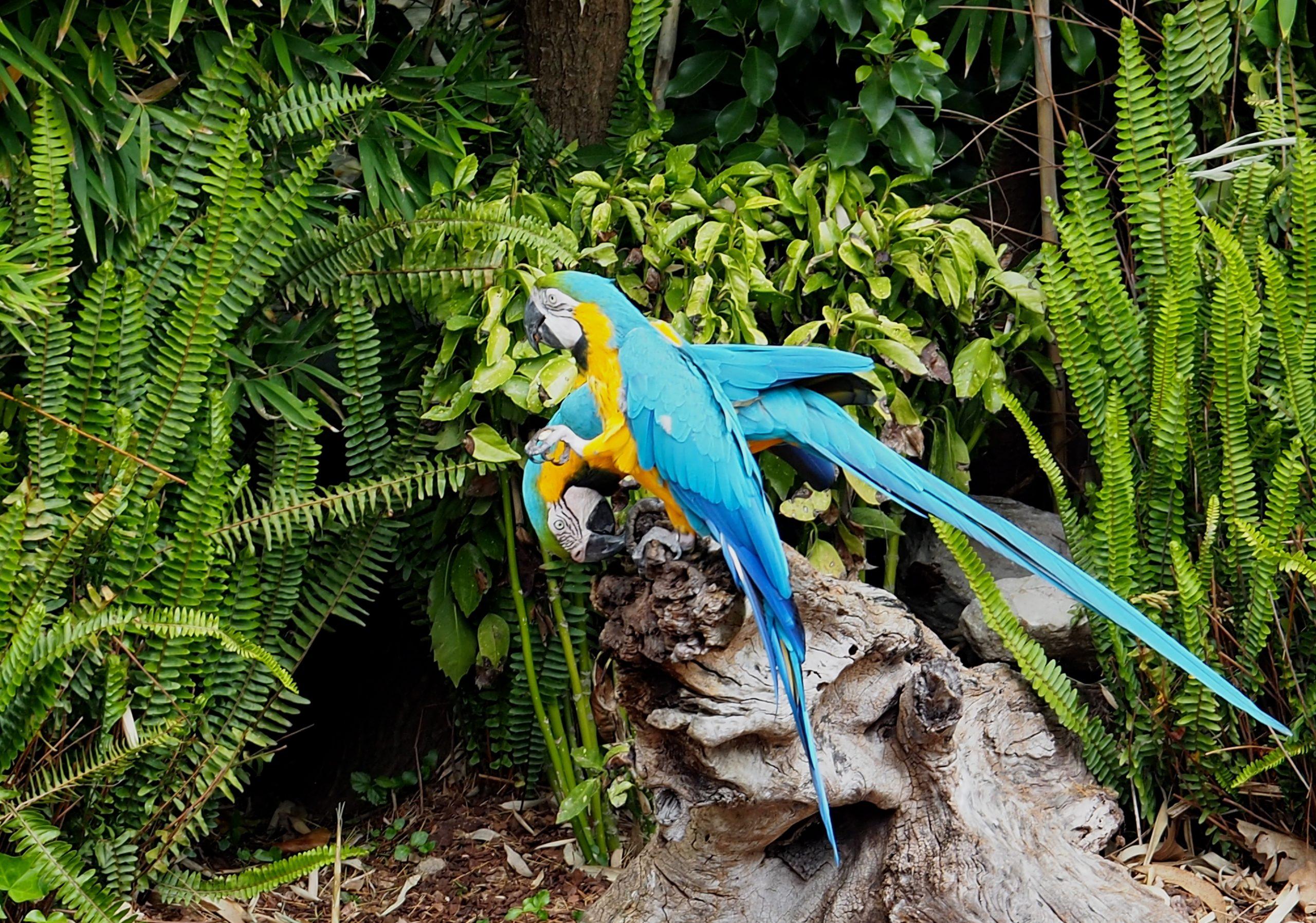Blue and yellow macaws or Psittacidae species surrounded by ferns