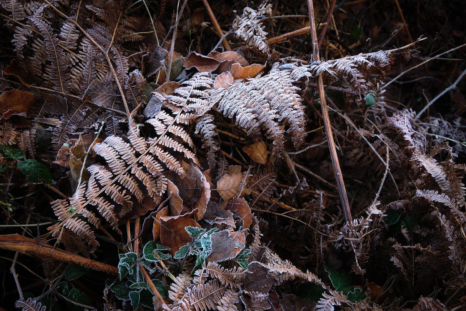Brown ferns covered with snow