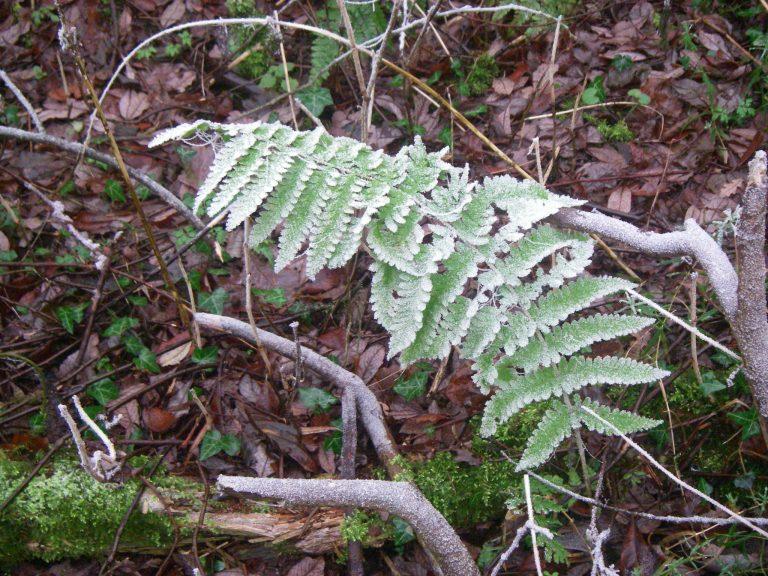 Can Ferns Survive Frost?