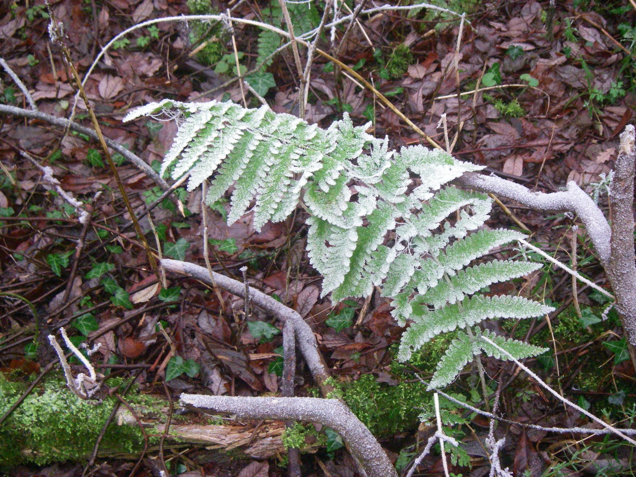 Can ferns survive frost