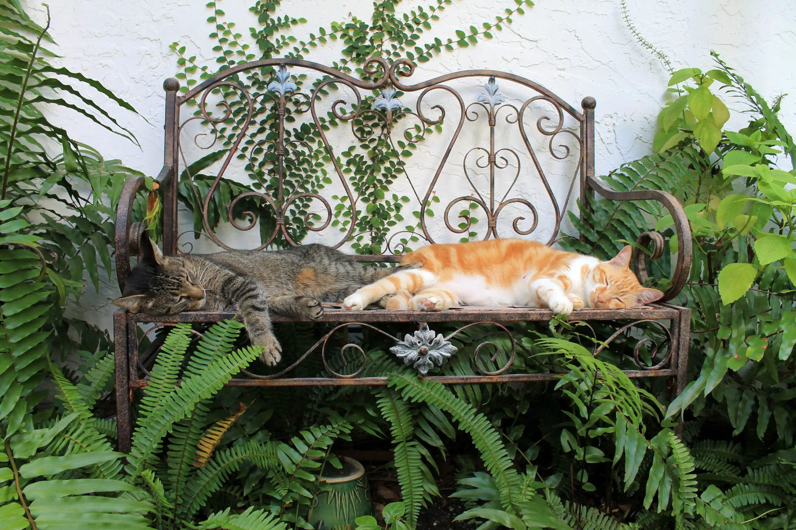 Cats sleeping on a bench within the garden amongst the ferns