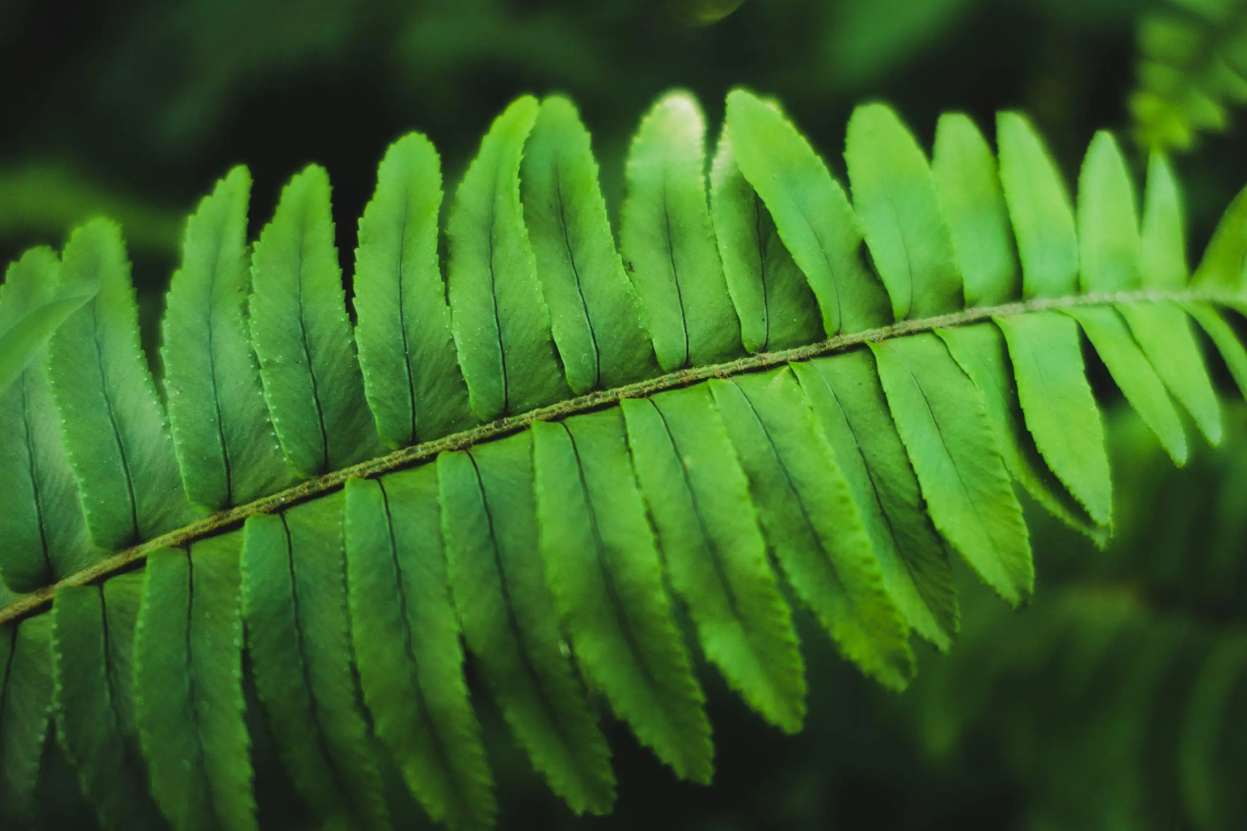 Close up Fern species green leaf