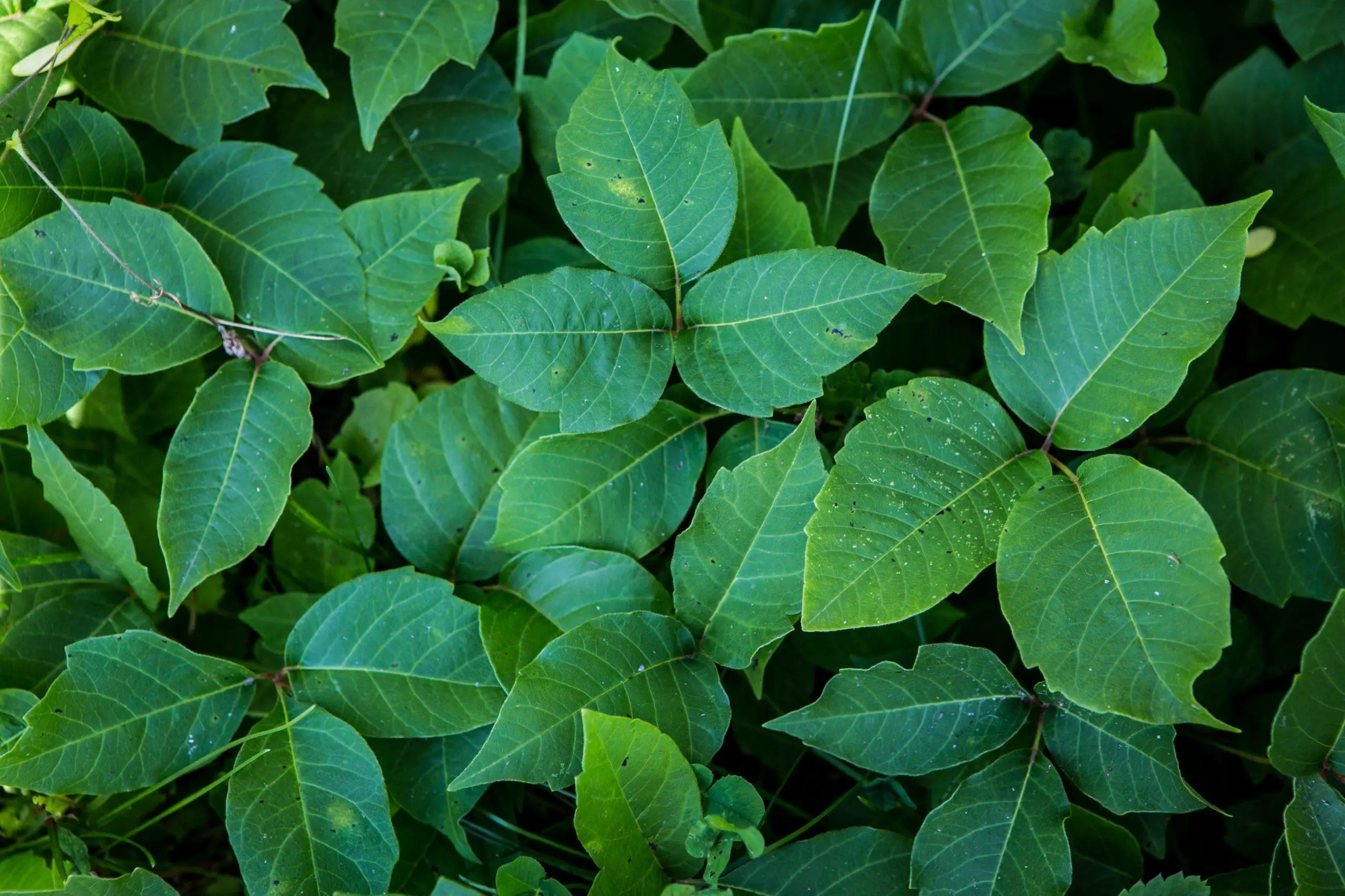 Close up picture of a dense group of poison ivy plants in the shade