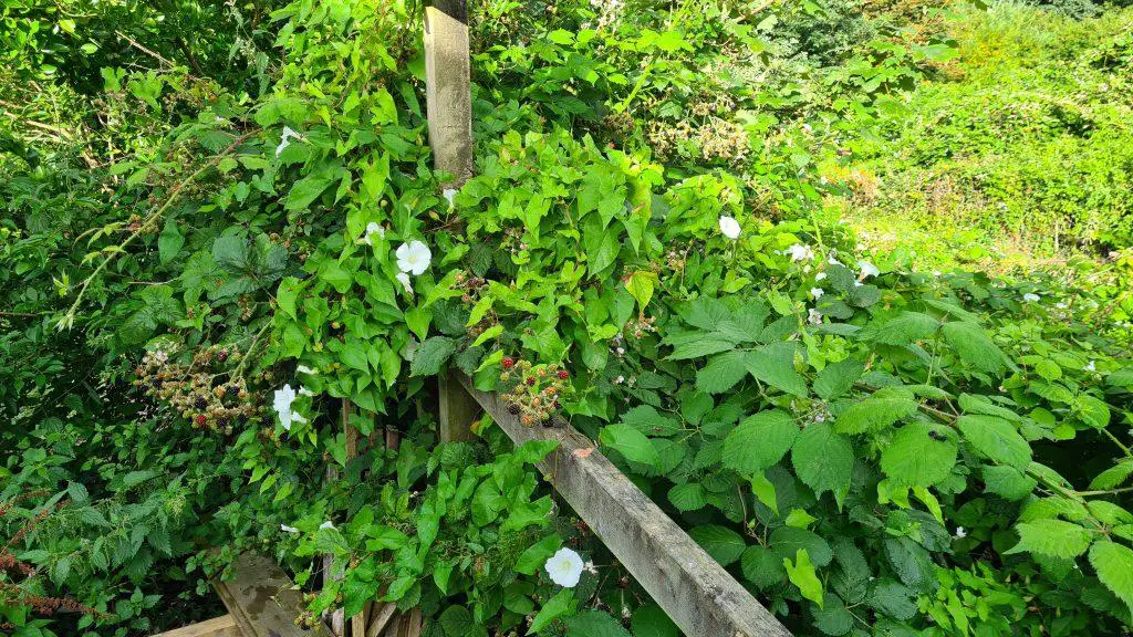 Common garden weeds invading two properties over a fence