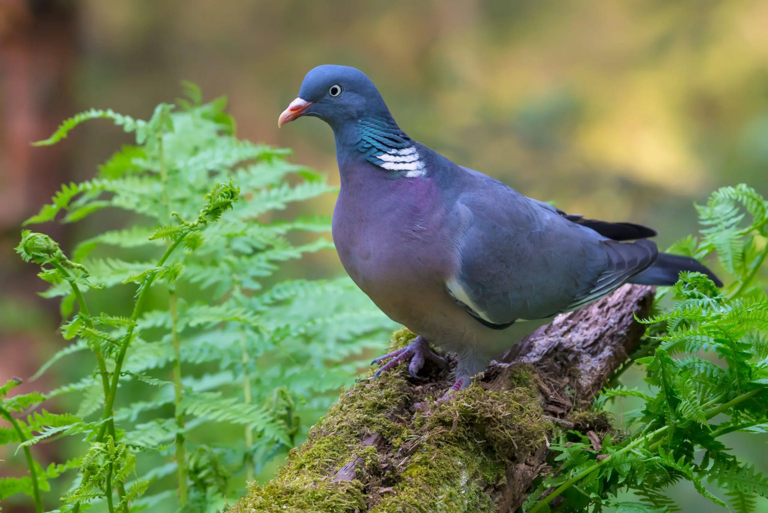 Common wood pigeon posing on old trunk with moss and ferns all around him