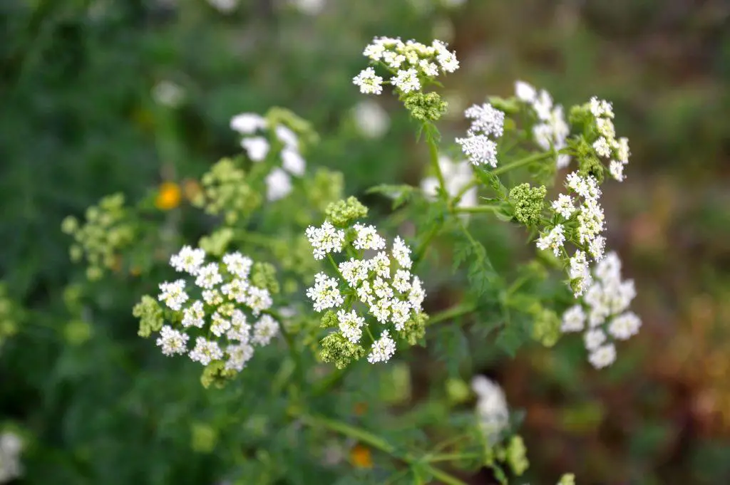 Conium maculatum or poison hemlock is a highly poisonous biennial herbaceous flowering plant in the carrot family Apiaceae native to Europe and North Africa
