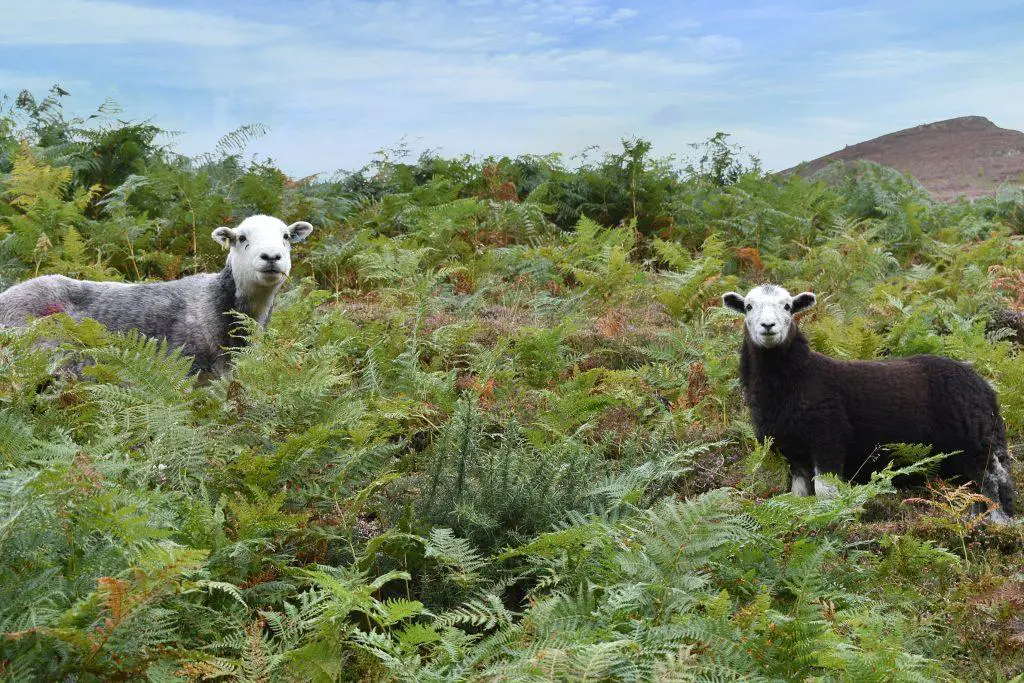 Couple of curious sheep standing on fern covered hillside