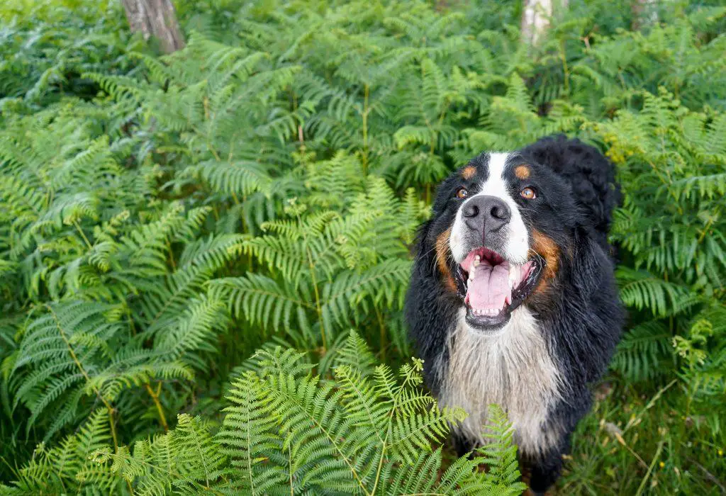 Dog playing within ferns