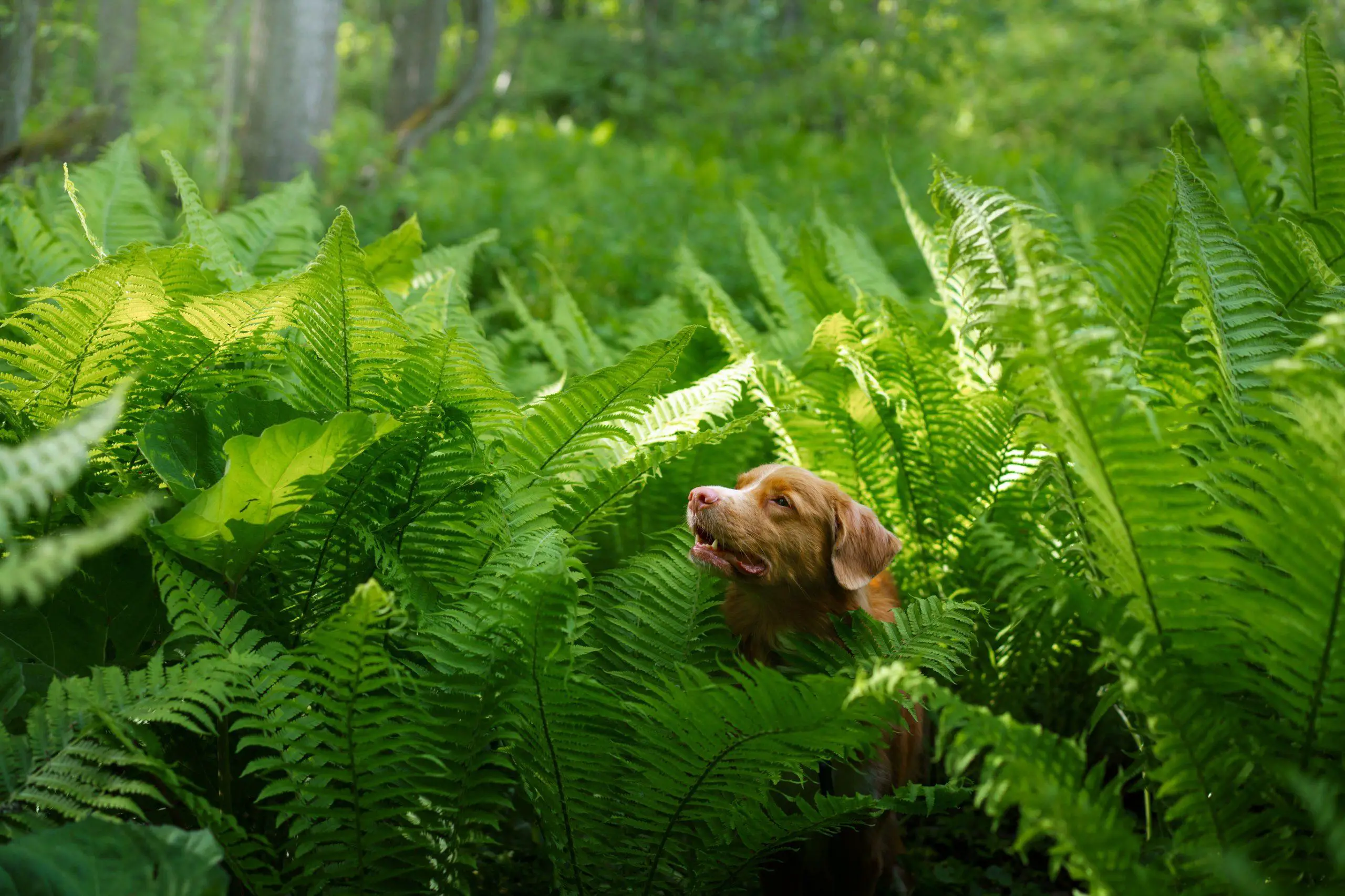 Dog running around in the ferns