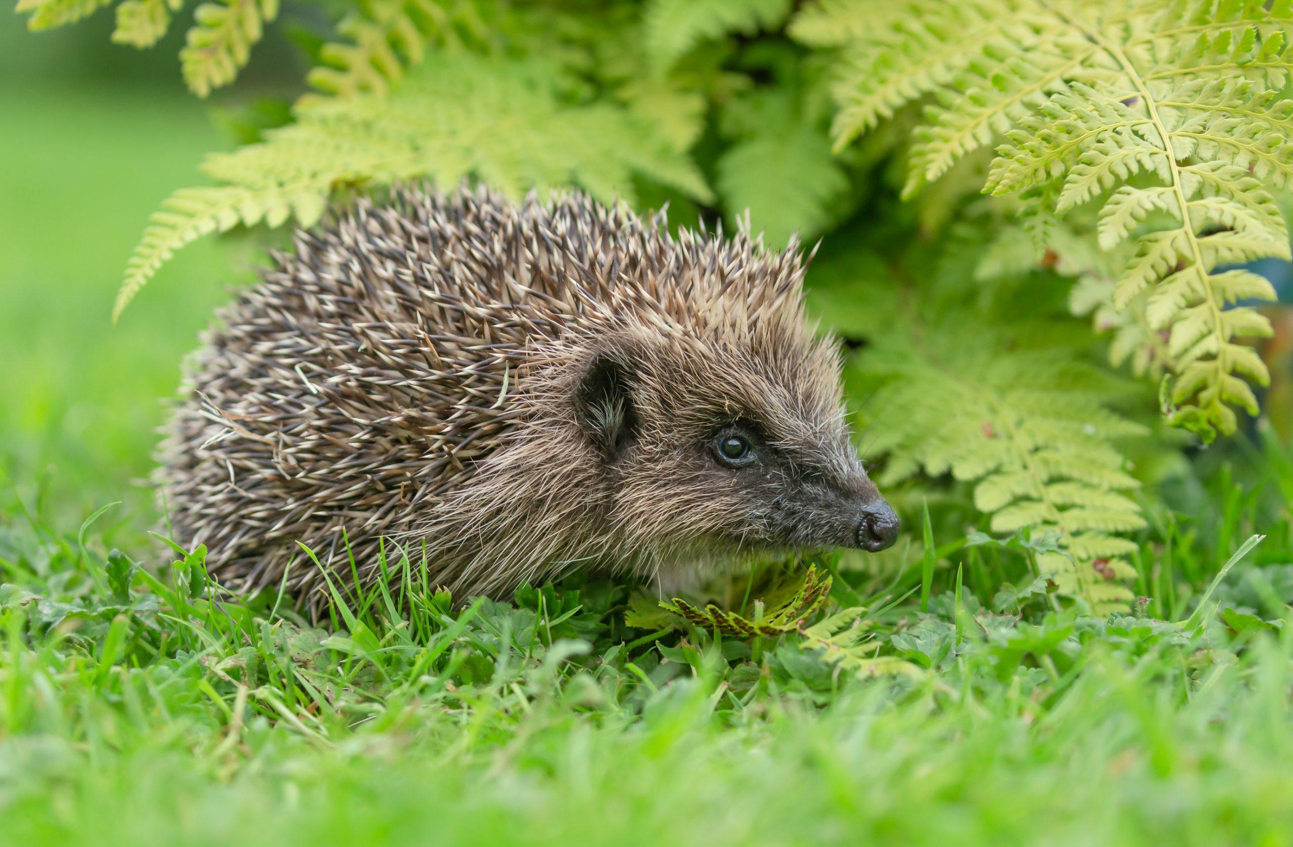 European hedgehog facing right in natural garden habitat with green ferns