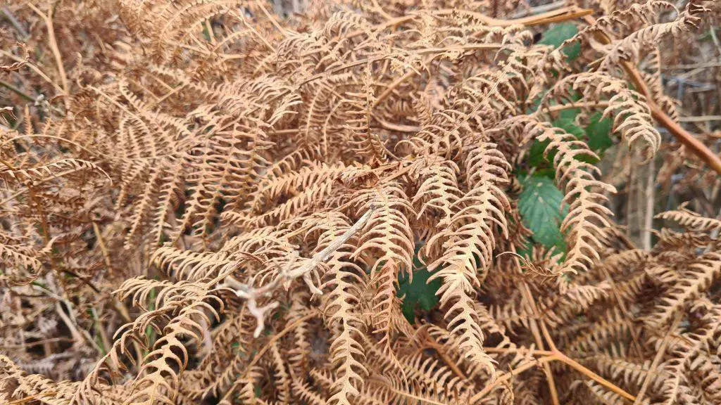 Even in winter ferns form a dense coverage in the area they saturate