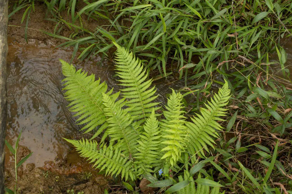 Ferns are easy to grow and require little maintenance