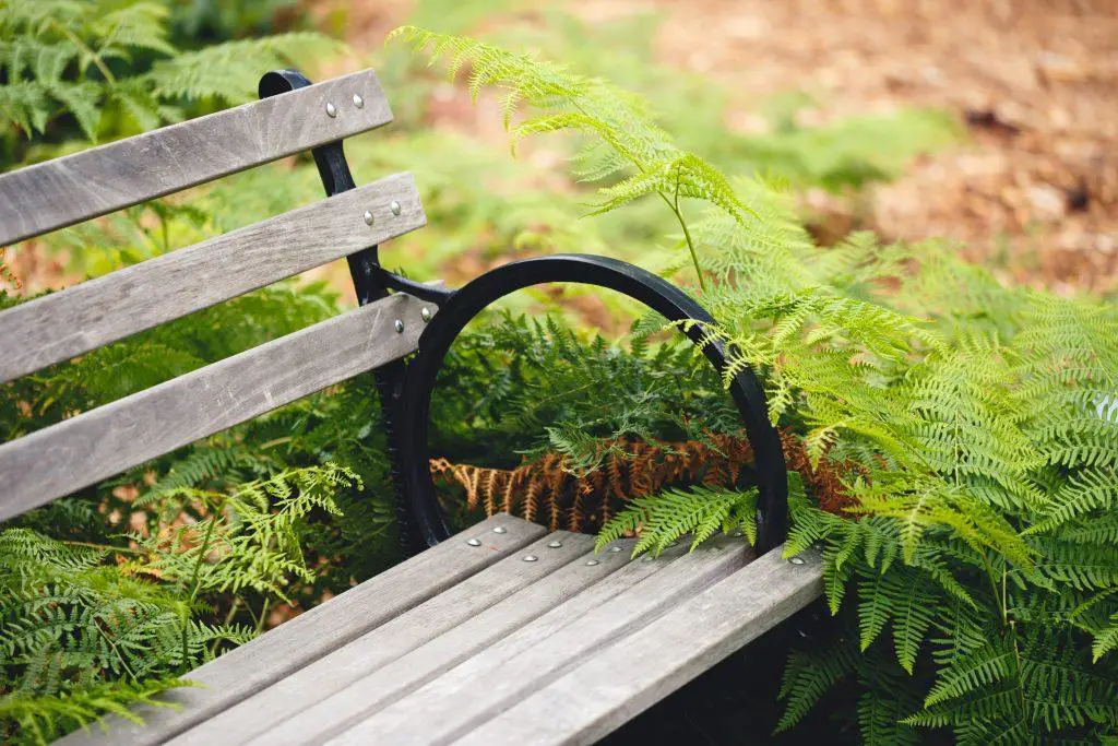 Ferns can consume many elements in the garden including benches and other plants