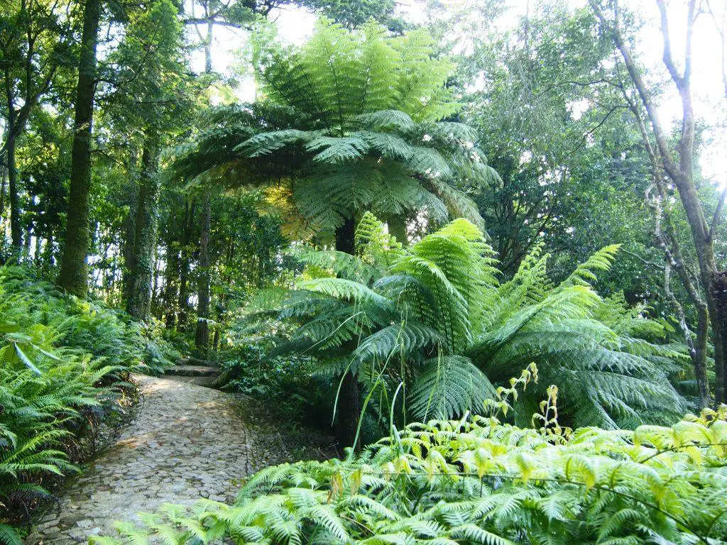 Ferns can spread over a large area as well as in height