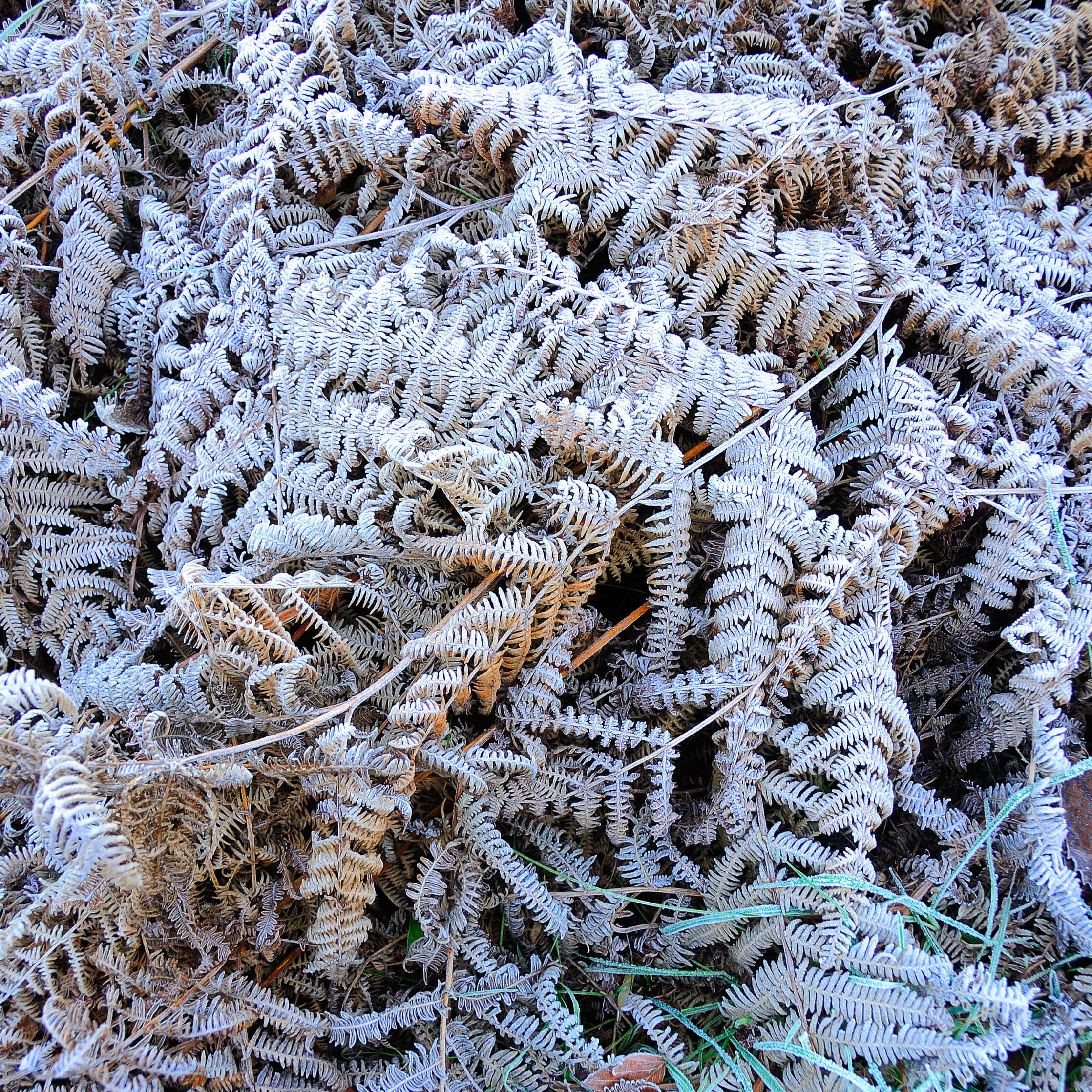 Ferns caught in morning frost